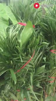 水仙花爆料视频大全最新,揭秘娱乐圈幕后真相